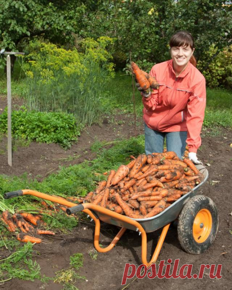 Как правильно подкармливать морковь золой