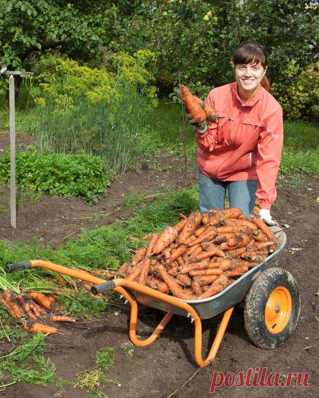 Как правильно подкармливать морковь золой