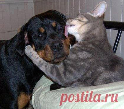 (27) Одноклассники