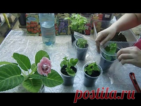 Петуния из черенка. Легко выращивать !!!