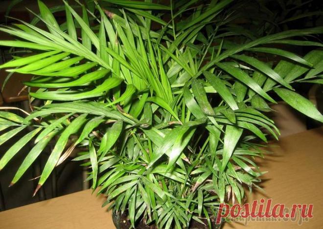 Пересадка хамедореи