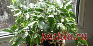 Цветоводство - LadySpecial.ru