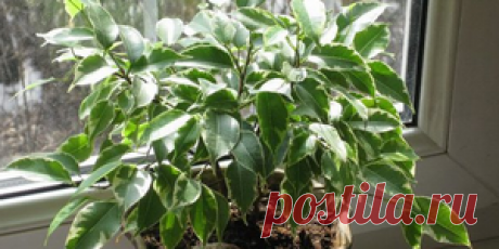 Цветоводство - LadySpecial.ru