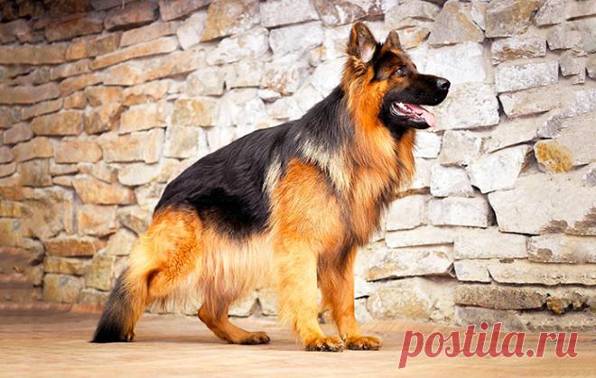 Говорят, все собаки попадают в рай... До слёз Ходил к нам в клинику мужчина с немецкой овчаркой по кличке Вайс...