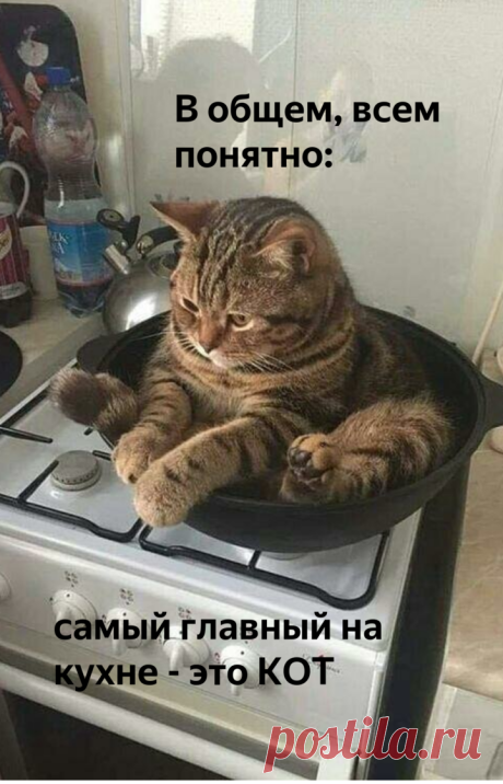 😸Кот на кухне: весёлая фотоподборка | Нос, хвост, лапы | Яндекс Дзен