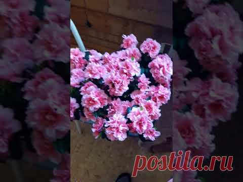 как я обрезаю (олбламываю) отцветающую азалию
