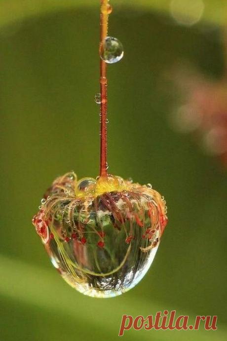 О воде: фантастические фото капель и не менее фантастические факты