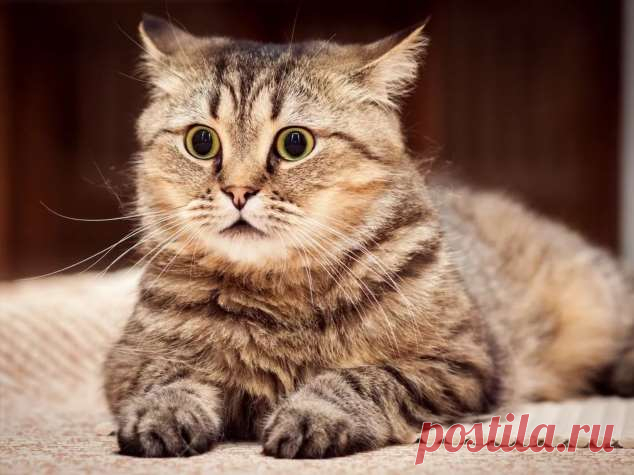 Прикольные фотографии котиков. Кити кити юмор. Подборка №milayaya-cat-53430811082020 . Милая Я