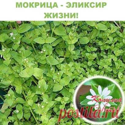 МОКРИЦА - ЭЛИКСИР ЖИЗНИ!
Мокрица Омолаживает, улучшает кровь память зрение и в целом весь организм!
мокрица – это истинная кладовая полезных веществ. Особенно много в ней витаминов «С» и «Е», и редкого для растений витамина «К», регулирующего свертываемость крови. Содержит она и минералы: железо, магний, медь, кобальт, а также фитонциды. Это скромное растение обладает ценнейшими свойствами: противовоспалительным, антисептическим, противоцинготным, умеренными желчегонным и мочегонным, и гипотен