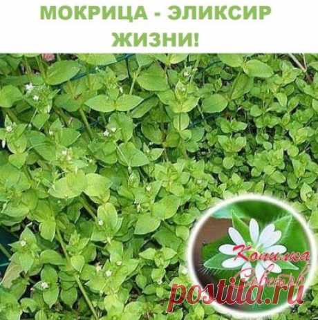МОКРИЦА - ЭЛИКСИР ЖИЗНИ!
Мокрица Омолаживает, улучшает кровь память зрение и в целом весь организм!
мокрица – это истинная кладовая полезных веществ. Особенно много в ней витаминов «С» и «Е», и редкого для растений витамина «К», регулирующего свертываемость крови. Содержит она и минералы: железо, магний, медь, кобальт, а также фитонциды. Это скромное растение обладает ценнейшими свойствами: противовоспалительным, антисептическим, противоцинготным, умеренными желчегонным и мочегонным, и гипотен
