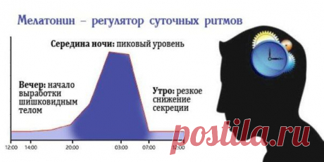 А в какое время вы засыпаете?
\О пользе мелатонина - гормона сна\
Все биологические процессы в клетках живых организмов подчиняются определенным ритмам. Чередование сна и бодрствования регулирует ряд циркадных механизмов.

В эпифизе (шишковидной железе) выделяется активное химическое вещество мелатонин. Концентрация этого соединения растет с наступлением темного времени суток. Гормон сна способствует процессам торможения в центральной нервной системе.