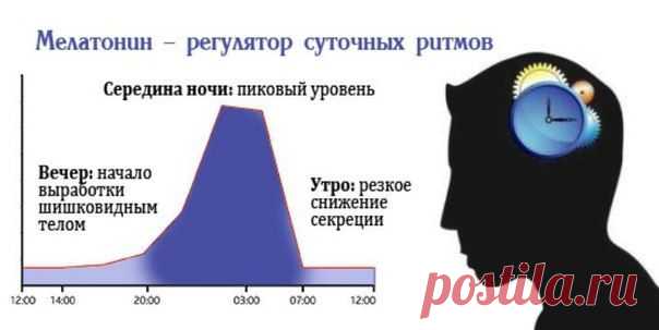 А в какое время вы засыпаете?
\О пользе мелатонина - гормона сна\
Все биологические процессы в клетках живых организмов подчиняются определенным ритмам. Чередование сна и бодрствования регулирует ряд циркадных механизмов.

В эпифизе (шишковидной железе) выделяется активное химическое вещество мелатонин. Концентрация этого соединения растет с наступлением темного времени суток. Гормон сна способствует процессам торможения в центральной нервной системе.