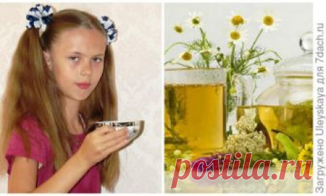 27 растений для чая
