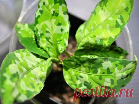 Аглаонемы переменчивая, ребристая, продолговатолистная, скромная, блестящая, расписная.