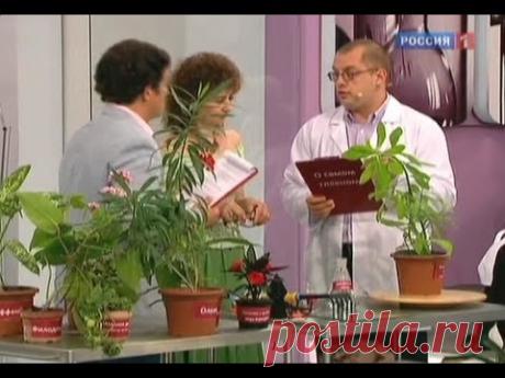 Полезные и вредные комнатные растения и цветы. Советы врача