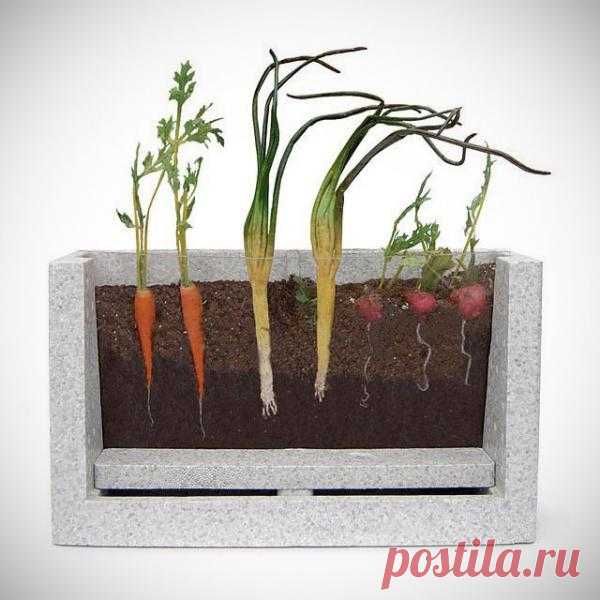 Для особо любознательных ящик для рассады  с окошечком. Можно наблюдать за ростом любимых растений. $30 USD