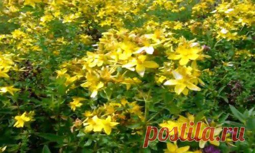 Лечебные свойства зверобоя | Вся альтернативная медицина