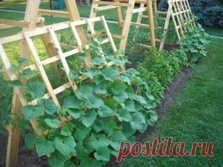 Как подвязать огурцы красиво и аккуратно? Вот отличный пример!