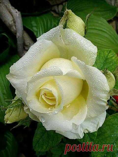 Simplement belle!  |  Pinterest • Всемирный каталог идей