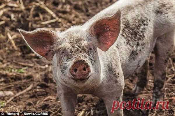 Свинья решает трудную задачу за 52 секунды | Все умницы