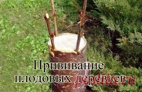 Прививание плодовых - 3 способа (1-31 марта 2015 года) Этой весной я привил все вишни в своей огороде черешнями, все яблони, груши, абрикос и сливу. Случайно вспомнил о винограде и тоже привил его соседским. Прив...