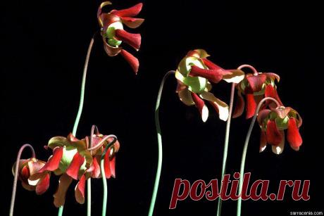 Цветы хищной саррацении