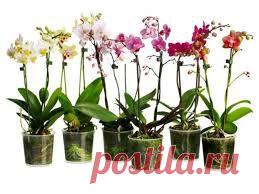 Как одну орхидею превратить в 100? Секреты рассадки! | Новость | Всеукраинская ассоциация пенсионеров