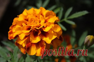 Бархатцы – лечебные свойства и противопоказания, применение в народной медицине - Onwomen.ru