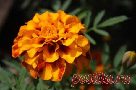 Бархатцы – лечебные свойства и противопоказания, применение в народной медицине - Onwomen.ru