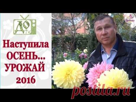 ДЕЛА ОГОРОДНЫЕ осенью 2016. УРОЖАЙ 2016 - ЧТО МЫ ВЫРАСТИЛИ? Vlog