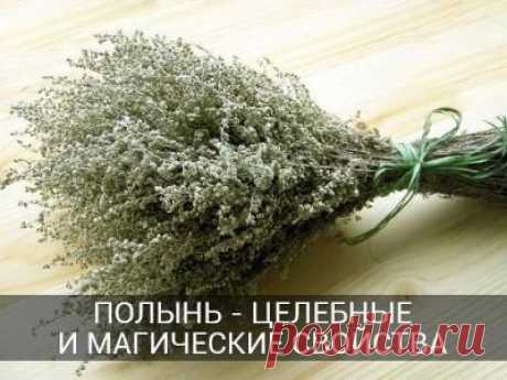 Полынь - целебные и магические свойства