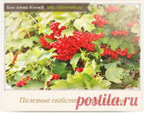 Чем полезны ягоды калины для нашего здоровья - интересные знания