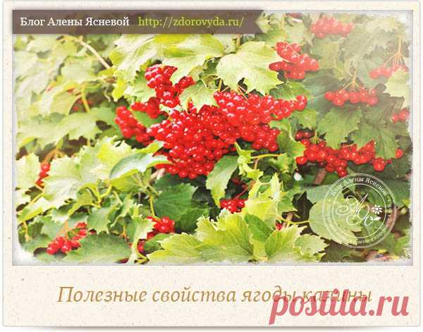 Чем полезны ягоды калины для нашего здоровья - интересные знания