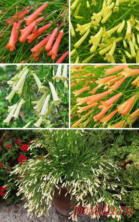 Расстаться с ним не захочется никогда | ЗЕЛЕНЫЙ МИР С ЕЛЕНОЙ | Яндекс Дзен