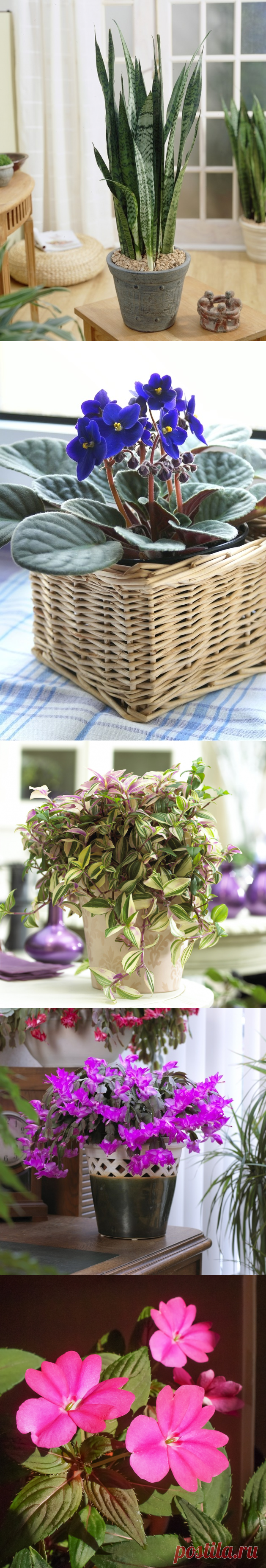 для ленивых: 10 самых неприхотливых комнатных растений - Леди Mail.Ru