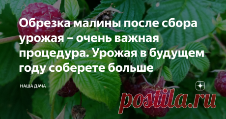 Обрезка малины после сбора урожая – очень важная процедура. Урожая в будущем году соберете больше После сбора урожая дайте кустам «отдохнуть» дней десять, и можно начинать постурожайный уход. Прежде чем подробно описывать процедуру, напомню – на малине обычной (не ремонтантной) плоды появляются только на побегах второго года жизни. Это означает, что побеги старше двух лет смысла оставлять нет, толку от них будет мало, только силы у кустарника отбирать.