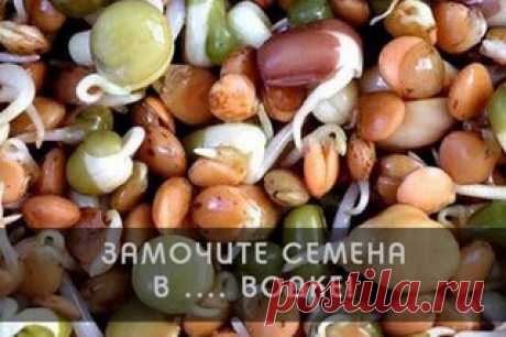 КАК СОЗДАТЬ САД СВОЕЙ МЕЧТЫ НАЧИНАЮЩИМ ДАЧНИКАМ?