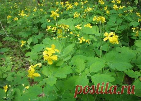 ПОЛЬЗА ОТ ЧИСТОТЕЛА НА ДАЧНОМ УЧАСТКЕ | Дачники