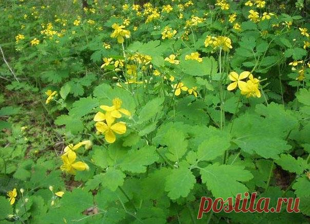 ПОЛЬЗА ОТ ЧИСТОТЕЛА НА ДАЧНОМ УЧАСТКЕ | Дачники