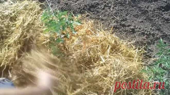 ВСЕ О ТОМАТАХ ОТ СЕМЕЧКИ ДО СБОРА УРОЖАЯ