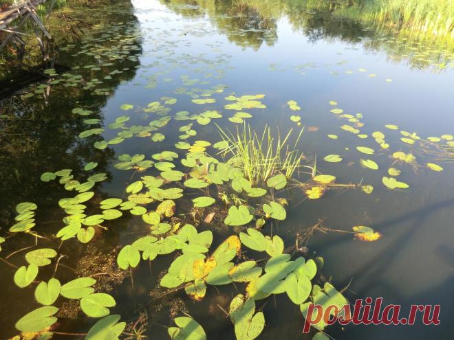Река Лесной Воронеж. Село Крещено-Гаи. Источник преподобного Алексия.