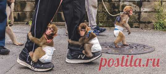 «За время погружения в культуру сарумаваси я видела множество постановок, и даже посетила бар, где обезьяны в масках из папье-маше раздавали холодное пиво и теплые полотенца для рук». Представления со смышлёными японскими макаками уходят корнями в традиционную японскую культуру. Но в последнее время древнее искусство сарумаваси начинает терять свою духовную составляющую и превращается в обычное, подчас жестокое, цирковое шоу. Как именно это происходит и как с этим пытаются бороться — в…