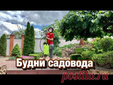 Обрезка кустарников/Борьба с сорняками/Луковичные цветы/Уход за хвойными.