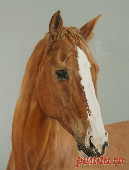 Рисунки и портреты лошадей Кати Зауэр