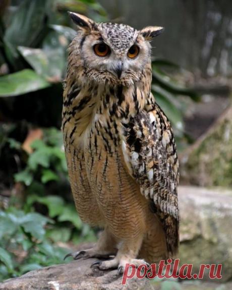 Бенгальский филин