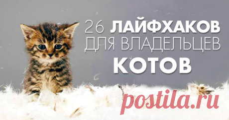 26 лайфхаков, которые сделают жизнь хозяина кота проще