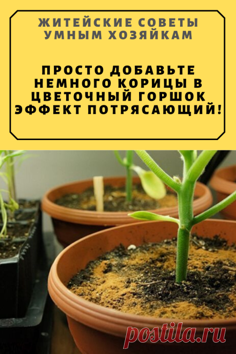 Просто добавьте немного корицы в цветочный горшок. Эффект потрясающий! | Житейские Советы