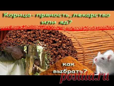 Корица - пряность, лекарство или яд ? В чем опасность. Как выбрать.