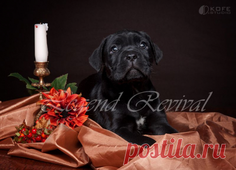 Ительянский Кане корсо Legend Revival Rubidiy