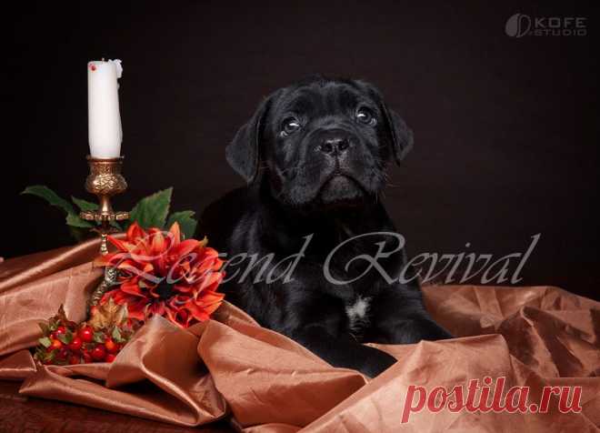 Ительянский Кане корсо Legend Revival Rubidiy